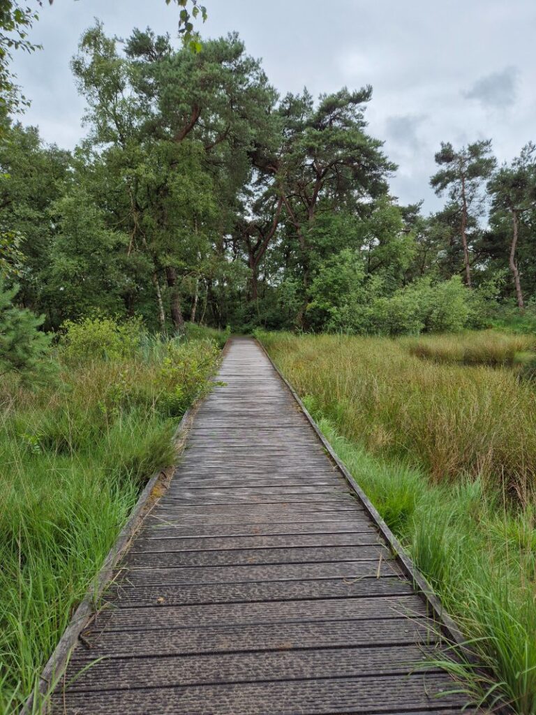 Stellingenpad etappe 13, Nijeberkoop - Donkerbroek 12 km 6 20250627 104204