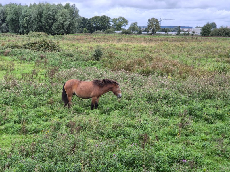 Groeningenpad etappe 09 Kropswolde-Westerbroek 9,7 km 5 20260913 135300