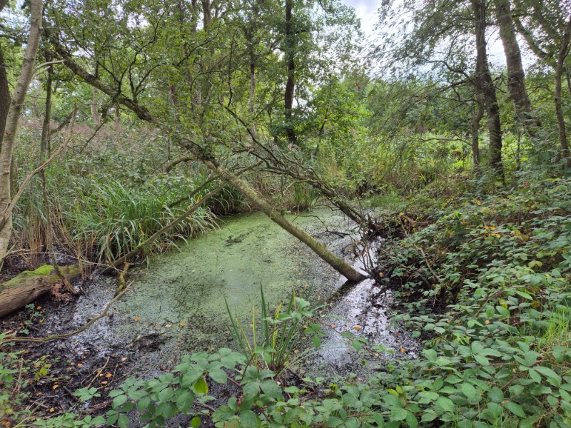 Groeningenpad etappe 09 Kropswolde-Westerbroek 9,7 km 12 20260913 152946