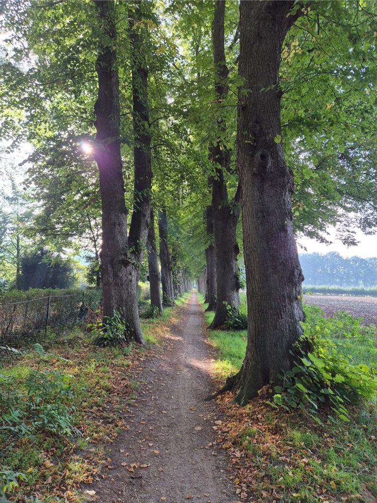 Wandelroute Lochem - Lochemse Berg 10 km 7 20261003 101617 768x1024 1