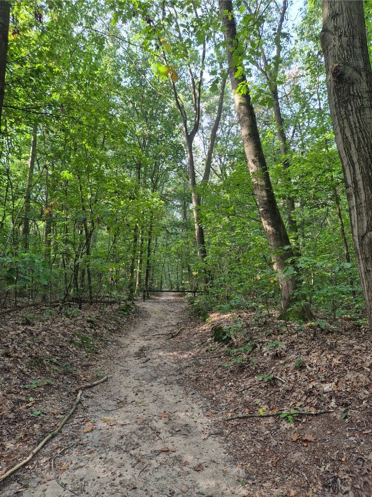 Wandelroute Lochem - Lochemse Berg 10 km 11 20261003 104221 768x1024 1