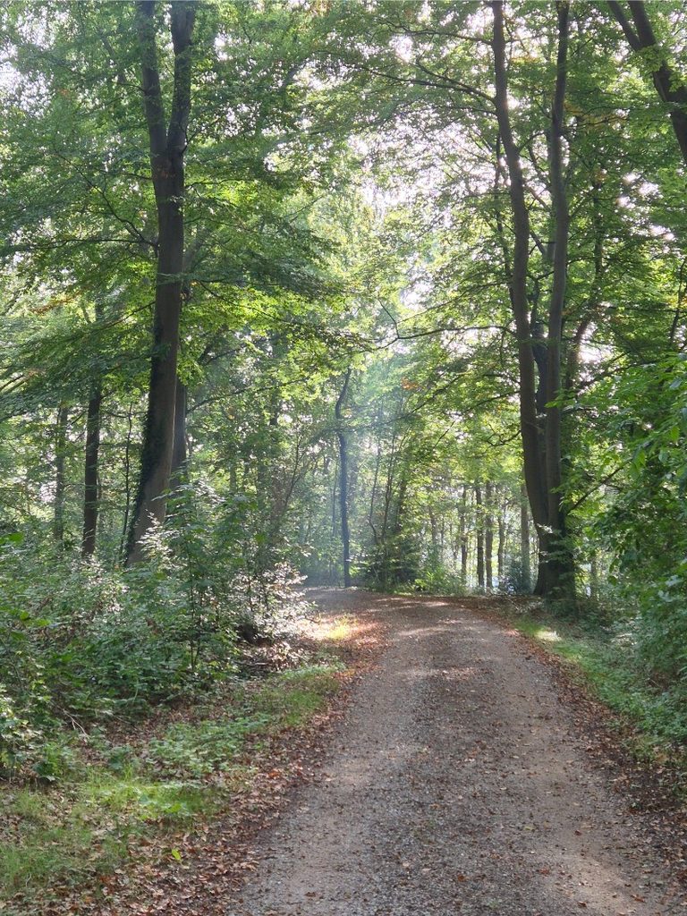 Wandelroute Lochem - Lochemse Berg 10 km 17 20261003 110740 768x1024 1